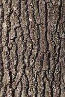 the structure of the tree bark photo