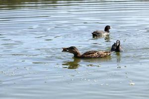 aves acuáticas aves silvestres patos en la naturaleza foto