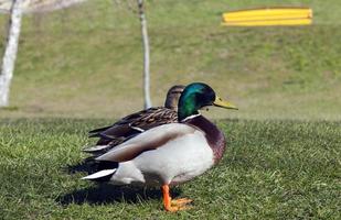 waterfowl wild birds ducks in the wild photo