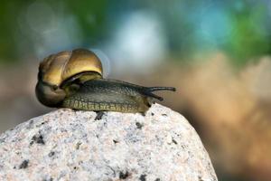 grape snail crawling on its territory photo