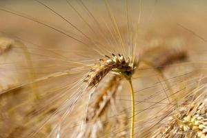 golden rye in an agricultural field in the summer photo