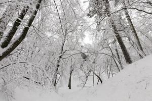 bare deciduous trees in the snow in winter photo