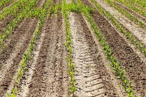 an agricultural field where corn is grown photo