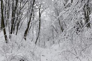 trees growing in the park covered with snow and ice photo