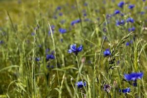 blue cornflowers growing in summer photo