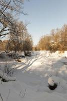 plants covered with snow and frost photo