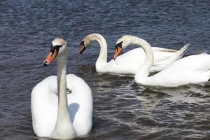beautiful waterfowl swans in the water, wild birds photo