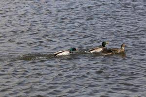 hermosos patos de aves acuáticas en primavera o verano foto