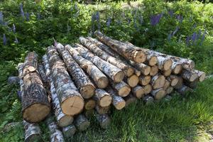 harvesting of birch tree trunks in the forest photo