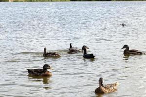 beautiful wild ducks in nature, wild nature photo