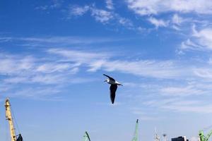 sea gulls in search of food on the Baltic Sea photo