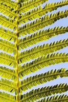 green fern leaves in sunlight photo