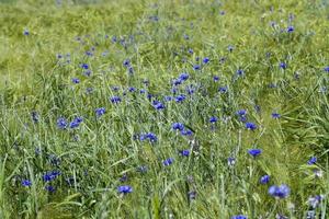 blue cornflowers growing in summer photo