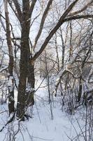 árboles de hoja caduca sin follaje en la temporada de invierno foto