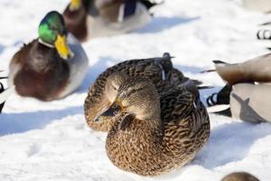 a large flock of ducks that stayed for the winter in Europe photo