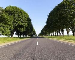 arces que crecen a lo largo de la carretera foto