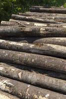 harvesting pine tree trunks in the forest photo