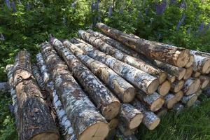harvesting of birch tree trunks in the forest photo