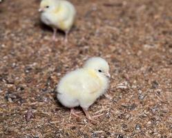 pollitos de pollo en una granja avícola, de cerca foto