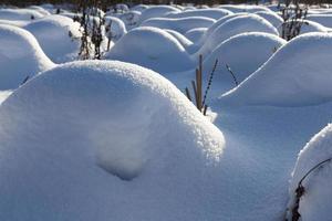 montículos en el pantano grandes derivas después de nevadas y ventiscas foto