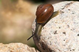 grape snail crawling on its territory photo