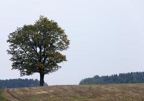 un árbol solitario foto