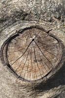 partes del tronco de un árbol con corteza foto