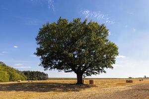 beautiful green oak and Golden straw after harvesting photo