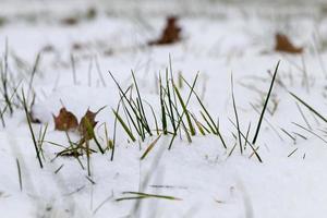 green grass grows in snow in winter photo