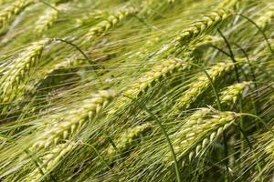 rye field with green unripe rye spikelets photo