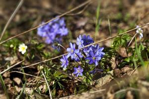 forest plants in the spring photo