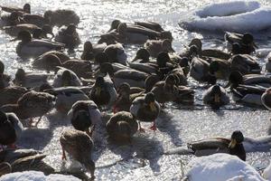 a large flock of ducks that stayed for the winter in Europe photo