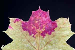 dry tree leaves, stacked together photo