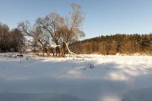 snow and ice covered trees photo