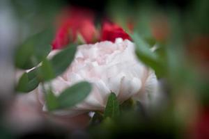 gift bouquet with red roses and pink carnations photo