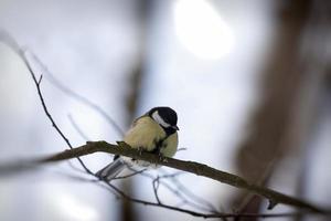 wild chickadee in the winter photo