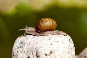 grape snail crawling on its territory photo