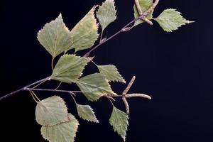 hojas secas de árboles, apiladas juntas foto