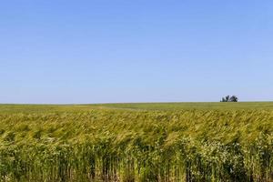 rye field with green unripe rye spikelets photo