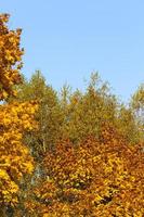 cambiando el color del arce en la temporada de otoño foto