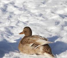 the duck stayed for the winter in Europe, the cold season photo