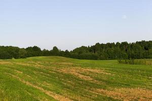 summer landscape, field photo