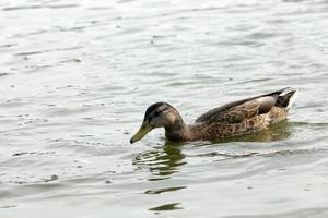 wild waterfowl ducks near their habitat photo