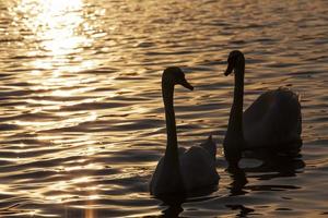 a pair of swans swimming at sunset photo