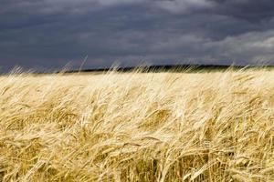 close   up of the agricultural crop rye photo