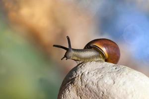 grape snail crawling on its territory photo