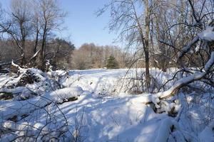 snow and ice covered trees photo