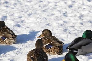 ducks live in the city near the river, in winter they are fed by people photo