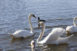 white swans living on the lake near the city photo