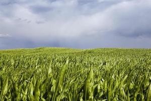 agricultural activity related to the cultivation of sweet corn photo